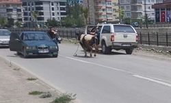 İnebolu'da Kurbanlık Dana İlçe Merkezinde Kaçtı