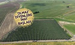 İspanya'dan Getirilen Kiraz Fidanları İmamoğlu'nda İlk Hasadını Verdi