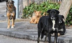 İstanbul Valisi Davut Gül: Sahipsiz Hayvanlar Kontrol Altına Alınıyor