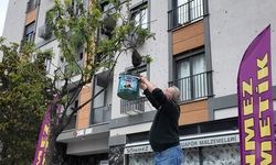 İstanbul'da Ağaçta Büyük Arı Kolonisi Görüldü