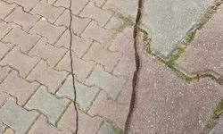 İstanbul'da Çam Kese Tırtılları Şehir Merkezine Ulaştı