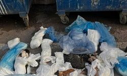 İzmir Buca'da 33 Kedinin Ölümüyle İlgili Veteriner Hekim Tutuklandı