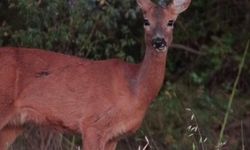 Karaca ve Kurtun Karabük'teki Doğal Yaşamı Fotokapanlara Yansıdı
