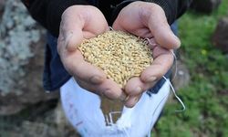 Karacadağ Pirincinin Ekim Sezonu Başladı