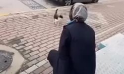 Karamürsel'de Market Çalışanının Sokak Kedisine Yaptığı Müdahale Polis Soruşturmasına Neden Oldu