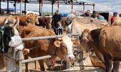 Kırşehir'de 830 Kiloluk Tosun 300 Bin TL'ye Satıldı