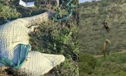 Komati Nehri'nde Yakalanan Timsahın Midesinden İnsan Kalıntıları ve Terlikler Çıkarıldı