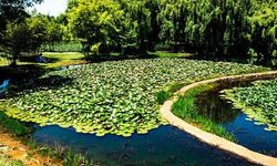 Kunming'de 3 Gün Yaşayan Nadir Çiçek İlgi Odağı Oldu