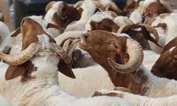 Kurban Bayramı İçin Korunan Alanlarda Son Hazırlıklar Tamamlandı