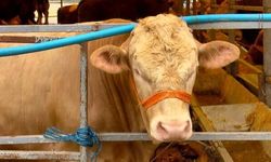 Kurban Bayramı Öncesi Büyükçekmece Hayvan Pazarında Satışlar Devam Ediyor