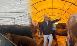 Kurbanlık Alırken Dikkat Edilmesi Gerekenler Uzmanlardan Geldi