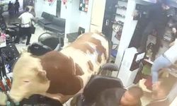 Kurbanlık boğa sokaklarda dehşet saçtı! Kuaför salonuna daldığı o anlar kamerada
