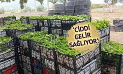 Manisa'da 'Yeşil Altın' Salamuralık Yaprak Üreticilerin Yüzünü Güldürüyor