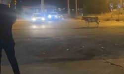 Mardin Nusaybin'de Kaçan Kurbanlık İnek Trafikte Kısa Süreli Paniğe Yol Açtı