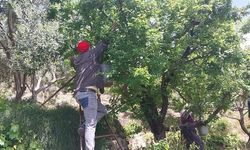 Mersin Mut'ta Erik Hasadı Başladı: Fiyatlar 30 ile 170 TL Arasında Değişiyor
