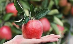 Nisan Ayında Üretici ve Market Arasındaki En Yüksek Fiyat Farkı Açıklandı