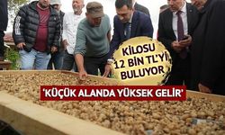 Samsun Kavak'ta Salep Hasadı Başladı: Üreticinin Yüzü Güldü