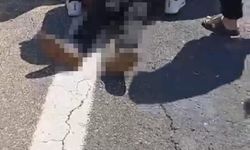 Şanlıurfa'da Kurbanlık Yüklü Kamyonet Devrildi: 1 Ölü, 1 Yaralı