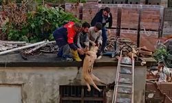 Selde Mahsur Kalan Köpek Kurtarıldı
