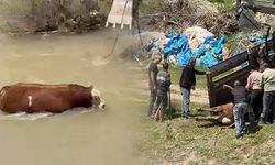 Sivas'ta Kesim Günü Öncesi Kaçan Kurbanlık Tosun Yakalandı