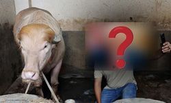 Sosyal Medyada Manda Paylaşımları İlgi Odağı Oldu