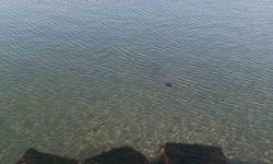 Tekirdağ Sahilinde Zehirli Kahverengi Deniz Analari Görüldü