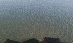Tekirdağ Sahillerinde Zehirli Deniz Analı Görüldü