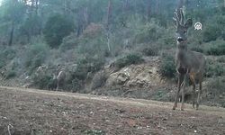 Tekirdağ'da İki Karaca Fotokapanla Kaydedildi