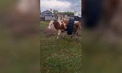 Traktör Lastiği Gövdesine Sıkışan İnek Kurtarıldı