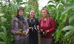 Üç Kuşak Seracılıkta: Aksu'da Aile Ekonomisine Katkı Sağlıyorlar