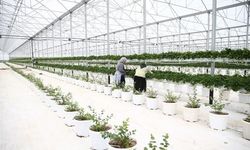 Yapay Zeka Destekli Topraksız Serada Yetiştirilen Beyaz Çilekler Yurt Dışına İhraç Ediliyor