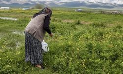 Yazılı Köyü'nde Şifalı Ot Toplama Geleneği Canlanıyor