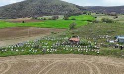 Yozgat Arıcıları Yeni Sezona Hazır: Bal Fiyatları 1000-1500 TL Arasında Bekleniyor