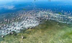 Akgöl Sazlıkları Yeniden Kuşlarla Canlandı
