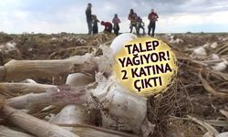 Aksaray'ın Organik Sarımsağı İspanya ve Rusya'ya İhraç Ediliyor