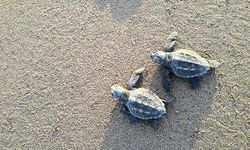 Alanya Sahilinde İki Caretta Caretta Kaplumbağası Ölü Bulundu