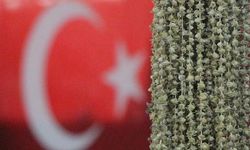Amasya Çiçek Bamyası Üreticilerinden Uganda Bamyasına Tepki