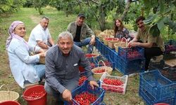 Amasya Kirazında Bereketli Sezon: Yüzde 30'u Yurtdışına İhraç Ediliyor