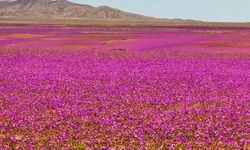 Atacama Çölü'nün Kurak Toprakları Renklerle Canlandı