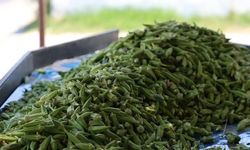 Aydın Koçarlı'da Bamya Hasadı Başladı, Fiyatlar 200 Liraya Yaklaştı