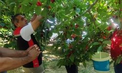 Aydın'da Kiraz Hasadı Devam Ediyor