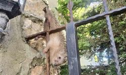 Bandırma'da Korkuluklara Takılan Kirpi Tedavi Altında