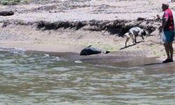 Bartın Kapısuyu Plajı'nda Ölü Yunus Balığı ve Askeri İHA Bulundu