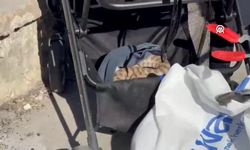 Bebek Arabasına Yılan Düştü