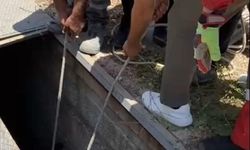 Bodrum'da Havalandırma Boşluğuna Düşen Eşek Kurtarıldı