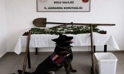 Bolu'da Kaçak Kenevir Bahçesi Kurduğu Tespit Edilen Şüpheli Tutuklandı