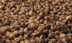 Bolu'da Yabani Salep Toplayan 3 Kişiye Milyonluk Ceza