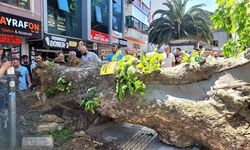 Bursa Orhangazi'de Tarihi Çınar Ağacı Yola Devrildi
