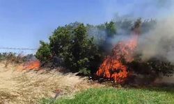 Çanakkale Ezine'de Tarım Arazisinde Yangın Paniği