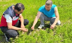 Çavdarhisar'da Çörek Otu Üretim Alanlarında Teknik İnceleme
